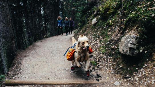 Mohegan Bluffs: A Top Dog-Friendly Hike in Rhode Island (Featured)